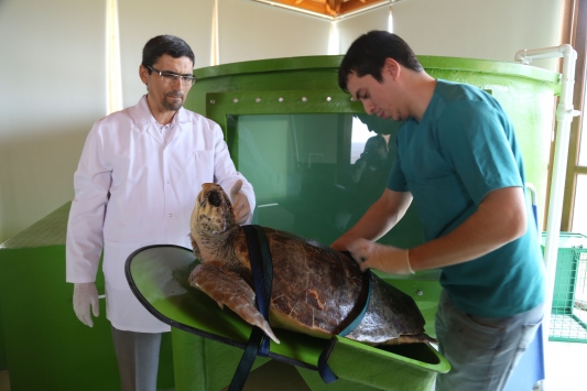 Dalyan Turtle Hospital: The Salvation of Caretta Caretta Turtles